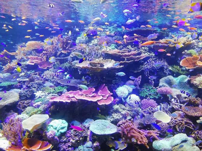 Gulfarium Marine Adventure Park